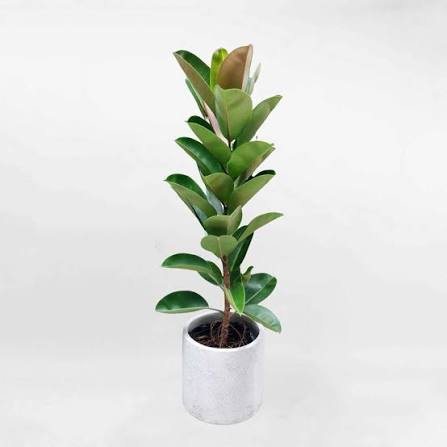 Hình ảnh Cây Đa Búp Đỏ cho thuê tại Vườn Nắng