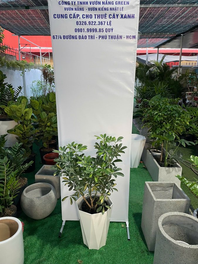 Hình ảnh Cây Ngũ Gia Bì cho thuê tại Vườn Nắng