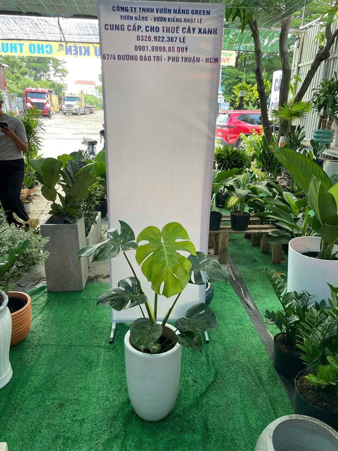 Hình ảnh Cây Trầu Bà Monstera cho thuê tại Vườn Nắng