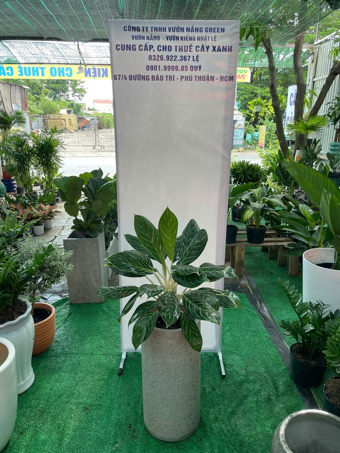 Hình ảnh Cây Bạch Mã Hoàng Tử cho thuê tại Vườn Nắng