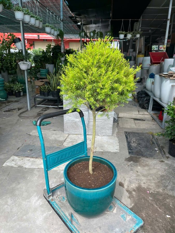 Hình ảnh Cây Tùng Hoàng Kim cho thuê tại Vườn Nắng