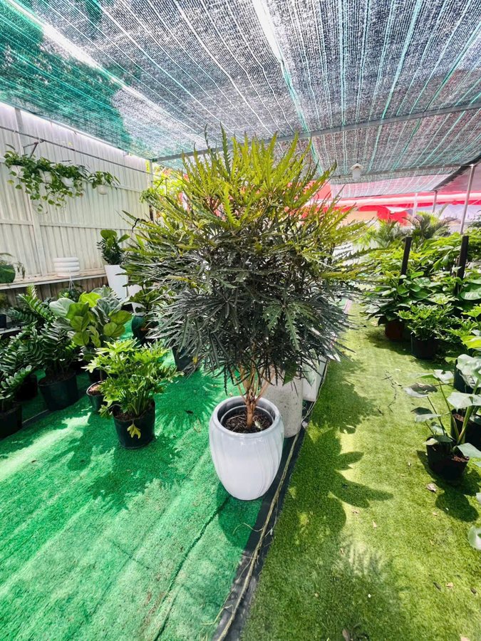 Hình ảnh Cây Khổng Tước cho thuê tại Vườn Nắng