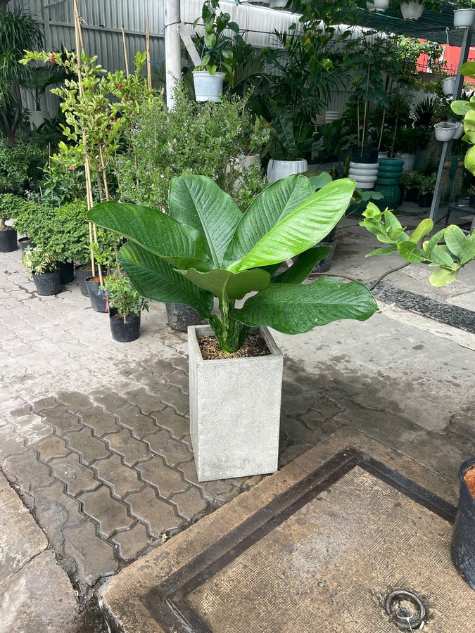 Hình ảnh Cây Đại Phú Gia cho thuê tại Vườn Nắng