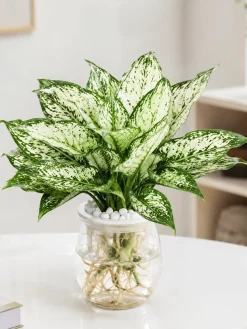 Hình ảnh Cây Ngọc Ngân thủy sinh với lá xanh pha trắng bạc nổi bật, bộ rễ sạch trong nước và bình thủy tinh trong suốt, phù hợp trang trí văn phòng, bàn làm việc và không gian nội thất hiện đại.