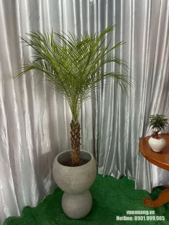 Cây Cau Nga Mi với thân khỏe, lá xanh tự nhiên được trồng trong chậu đá mài thiết kế độc đáo, thích hợp cho biệt thự, resort và không gian cảnh quan hiện đại.