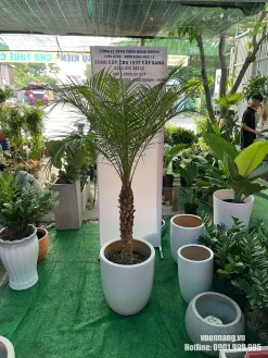 Hình ảnh cây Cau Nga Mi trưởng thành với bộ lá xanh khỏe mạnh, phối chậu trắng hiện đại phù hợp sân vườn, lối đi và khu vực trước nhà.