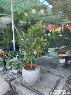 Chọn chậu trồng cây chanh vàng Mỹ phù hợp