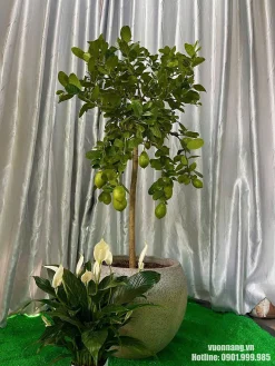 Cây chanh vàng Mỹ có quả được trồng trong chậu tròn trang trí, kết hợp mảng xanh phía dưới, phù hợp làm điểm nhấn cho ban công, sân vườn hoặc khu vực tiếp khách ngoài trời.