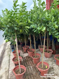 Khu vực cây chanh vàng Mỹ tại vườn với nhiều cây trồng trong chậu nhựa đỏ.