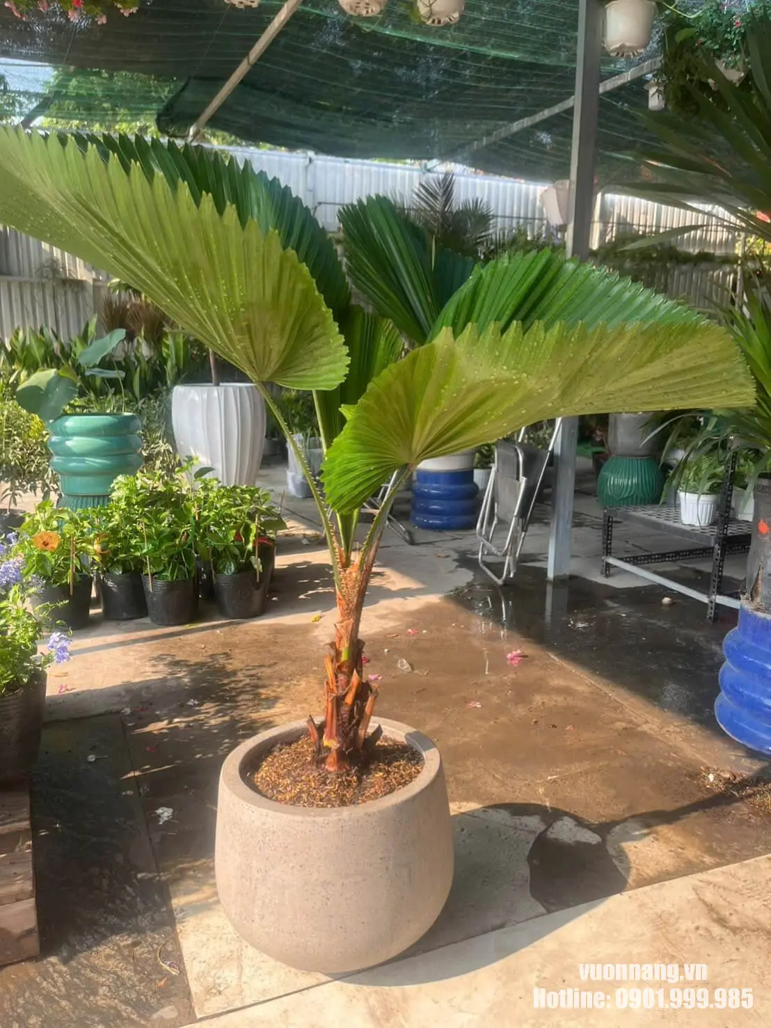 Hình ảnh cây cọ nhật chậu đá mài với dáng cây gọn, lá xanh xòe rộng, thích hợp sử dụng trong không gian ngoại thất.