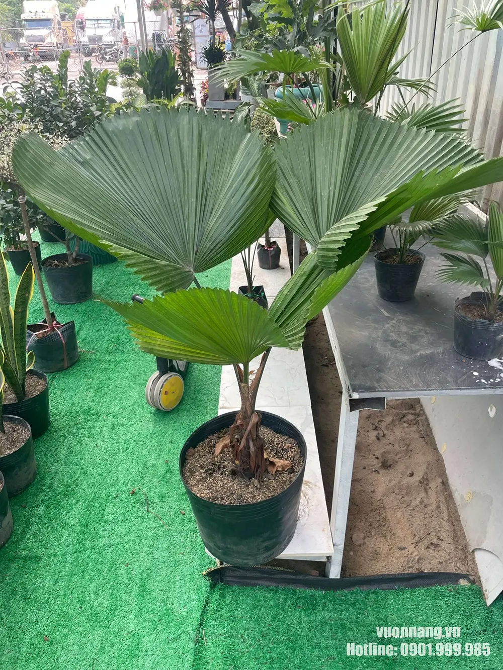 Hình ảnh cây cọ nhật hay còn gọi là cây kè nhật với tán lá tròn xòe rộng, thân khỏe, đang được trồng trong chậu nhựa tại nhà vườn.