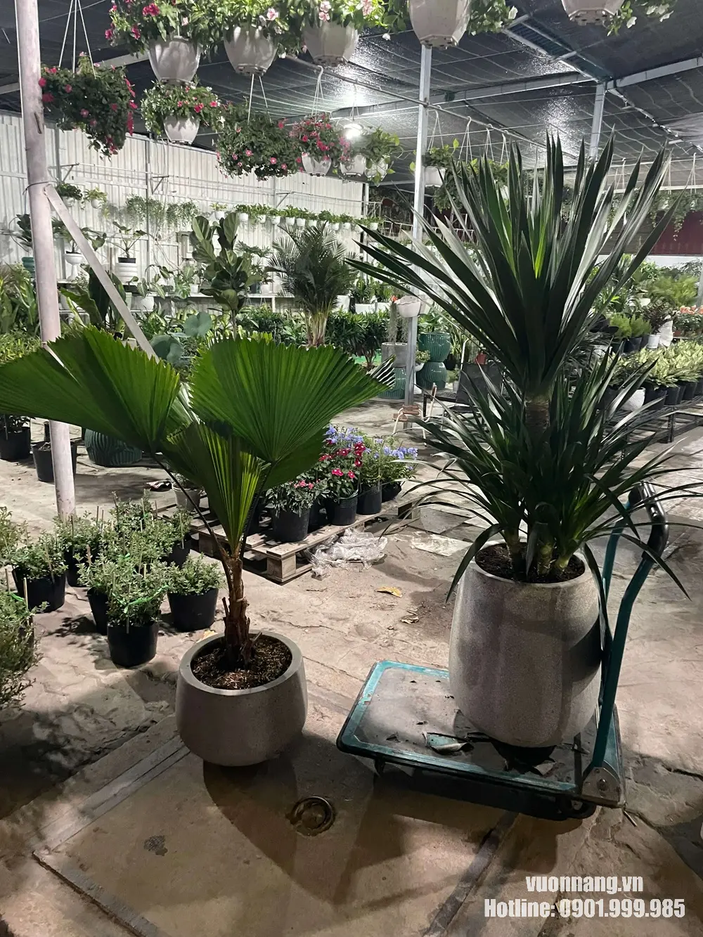 Hình ảnh cây cọ nhật phối chậu đá mài tại nhà vườn, tán lá xanh nổi bật, phù hợp trang trí ngoại thất và cảnh quan sân vườn.