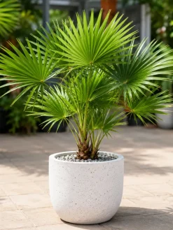 Cây cọ ta mini