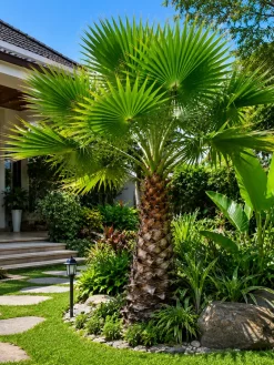 Cây cọ ta trồng sân vườn biệt thự