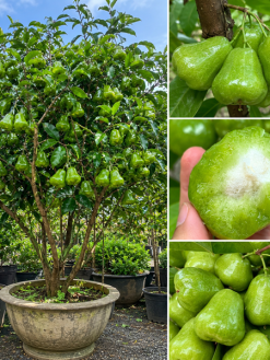 Hình ảnh cây mận xanh đường Gò Công với phần trái xanh bóng đặc trưng, đi kèm chi tiết quả nguyên trái và quả cắt đôi để thấy rõ phần ruột trắng mọng nước bên trong. Giống mận này phù hợp trồng sân vườn, biệt thự hoặc trồng chậu tại TP.HCM.