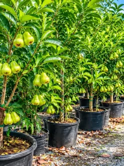 Hình ảnh vườn ươm cây giống mận đường xanh với các cây khỏe mạnh, lá xanh dày và đang phát triển tốt. Cây phù hợp cho nhu cầu trồng sân vườn, biệt thự hoặc nhà phố tại TP.HCM.