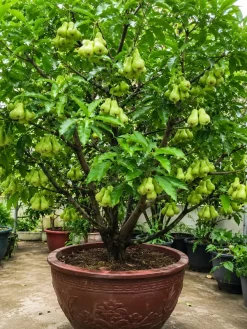 Hình ảnh cây mận đường xanh được trồng trong chậu lớn với tán lá xanh khỏe và nhiều trái non. Đây là dòng cây ăn trái ngoại thất được nhiều gia đình lựa chọn để trang trí sân vườn, ban công hoặc biệt thự.