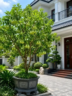Hình ảnh cây mận đường xanh có tán đẹp, nhiều trái và được bố trí trong sân vườn biệt thự hiện đại. Cây vừa mang giá trị thẩm mỹ vừa có thể thu hoạch trái tại nhà.