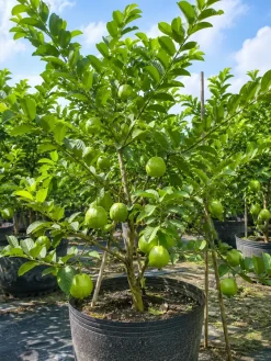 Cây ổi trồng trong chậu