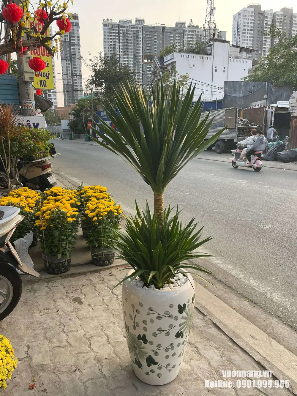 Hình ảnh cây phát tài núi dáng hai tầng, trồng trong chậu hoa văn màu sáng. Mẫu cây phù hợp đặt tại phòng khách, lối vào hoặc khu vực cần cây cảnh nội thất cỡ vừa.