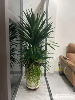Mẫu cây phát tài núi trồng trong chậu trắng, đặt trong không gian nội thất cạnh sofa và vách kính. Cây phù hợp với phòng khách, căn hộ hoặc văn phòng có ánh sáng gián tiếp.