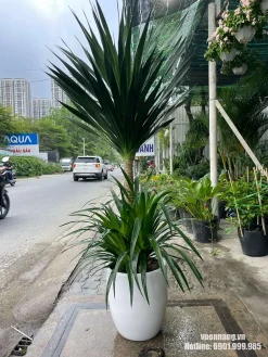 Mẫu cây phát tài núi dáng cao, lá xòe rộng, được đặt trong chậu trắng tại khu vực lối vào. Cây phù hợp với không gian trước nhà, showroom hoặc khu vực tiếp khách.