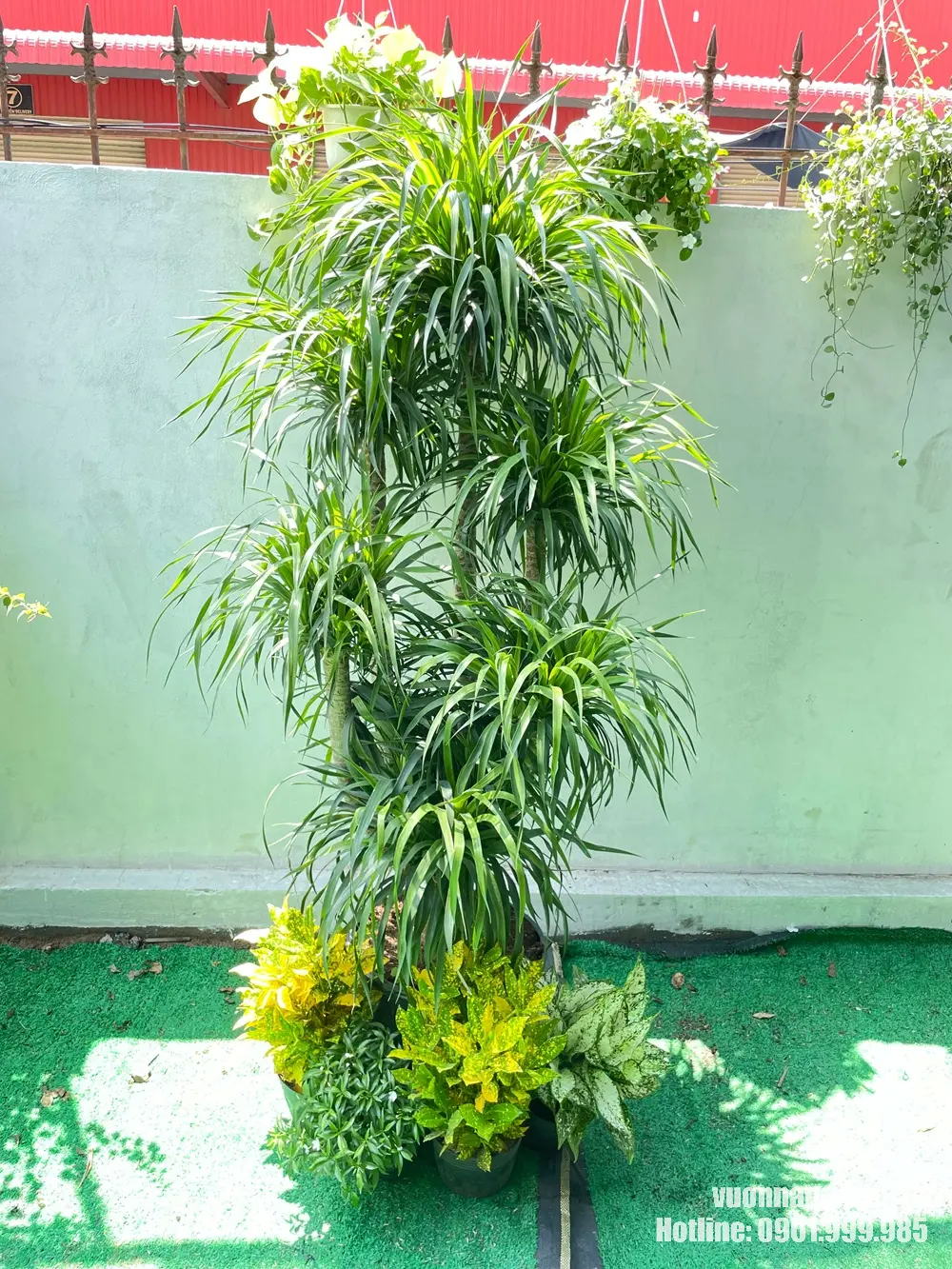 Hình ảnh cây phát tài núi ngoài trời với tán lá xanh khỏe, kết hợp cùng các cây thấp ở phần gốc để tạo bố cục nhiều tầng. Mẫu bố trí này phù hợp cho sân vườn, ban công, giếng trời hoặc tiểu cảnh xanh.