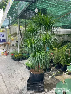 Hình ảnh cây phát tài núi thực tế tại Vườn Nắng với dáng cây cao, nhiều nhánh và tán lá xanh khỏe. Khách hàng có thể xem hình cây thực tế trước khi chọn mẫu phù hợp cho nhà ở, văn phòng hoặc showroom.
