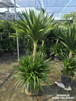 Hình ảnh cây phát tài núi tại vườn với nhiều cây cùng loại, giúp khách hàng dễ so sánh dáng, chiều cao và tán cây trước khi chọn mẫu.