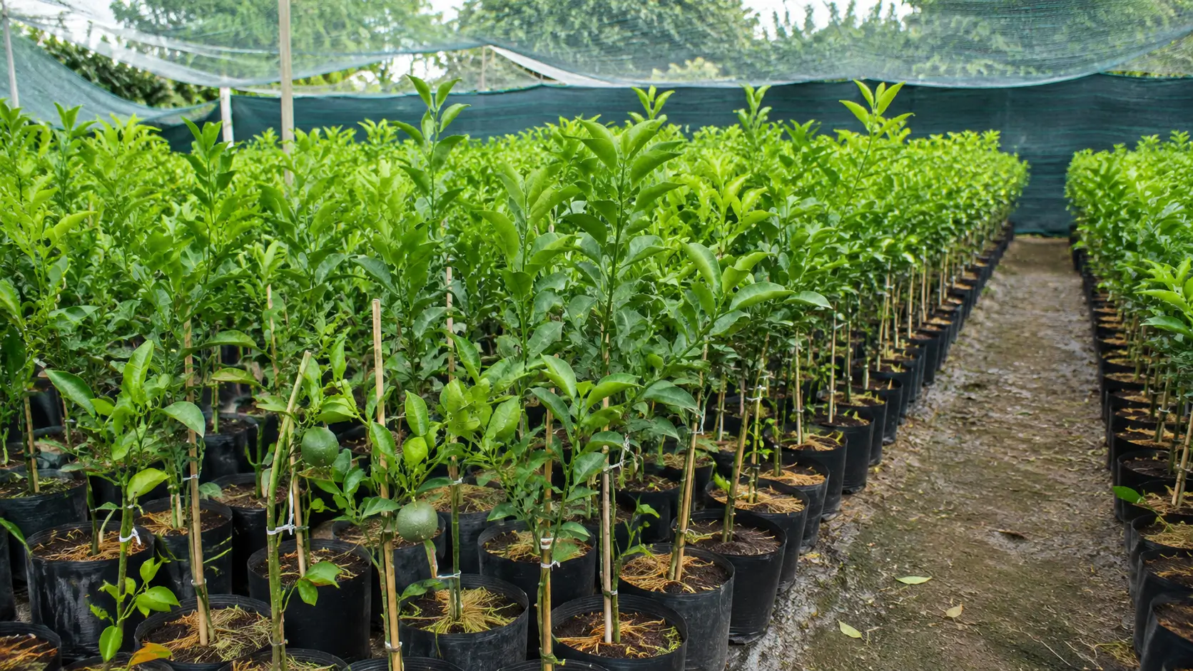 Hình ảnh vườn ươm giống cây quýt đường với nhiều cây non được chăm sóc trong chậu bầu. Các cây phát triển khỏe mạnh, phù hợp làm cây giống trồng sân vườn hoặc trồng chậu.
