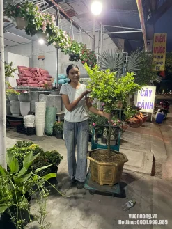 Hình ảnh cây siro trồng trong chậu lục giác được đặt cạnh một người trưởng thành để thể hiện tỷ lệ. Cây có thân cao, tán tròn tương đối gọn và đang mang một số quả.