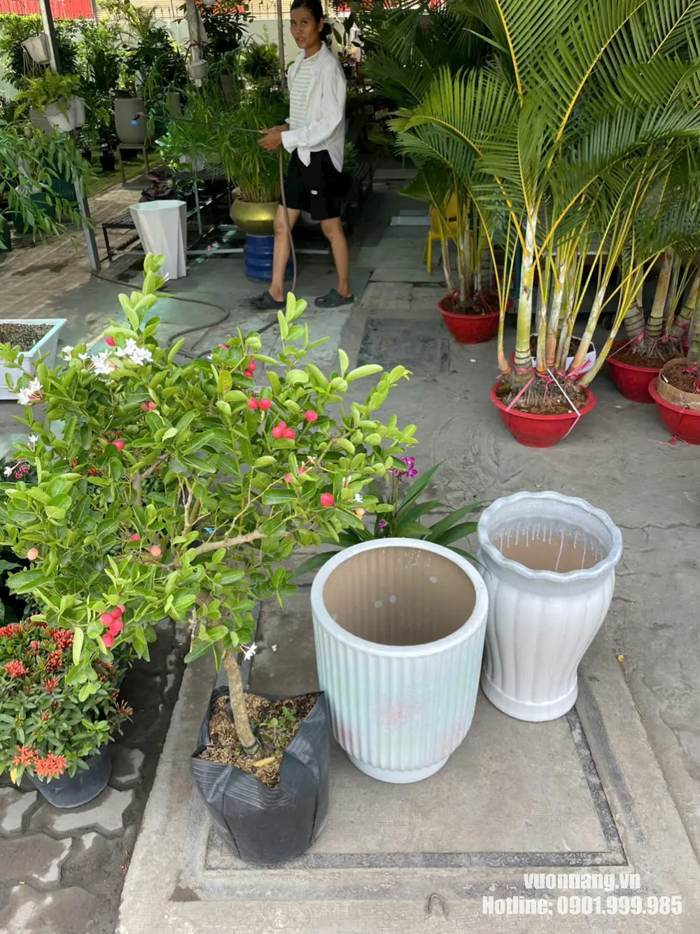 Cây siro đang trái đặt cạnh hai mẫu chậu trang trí tại Vườn Nắng Hình ảnh cây siro kiểng có tán rộng, hoa trắng và nhiều quả màu hồng đỏ tại nhà vườn. Cây đang trồng trong bầu và được đặt cạnh hai mẫu chậu trang trí để khách hàng tham khảo trước khi phối chậu.