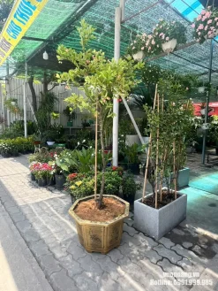 Mẫu cây siro thân cao, tán gọn được trồng trong chậu lục giác màu vàng đồng tại nhà vườn. Cách phối chậu giúp cây có hình thức hoàn chỉnh hơn khi bố trí trong không gian ngoại thất.
