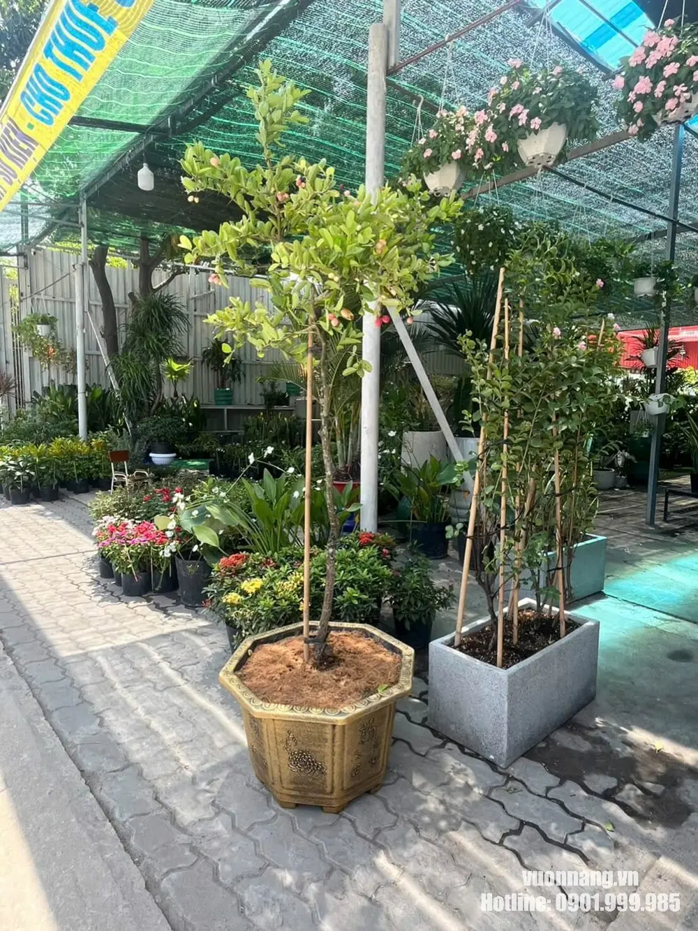 Mẫu cây siro thân cao, tán gọn được trồng trong chậu lục giác màu vàng đồng tại nhà vườn. Cách phối chậu giúp cây có hình thức hoàn chỉnh hơn khi bố trí trong không gian ngoại thất.