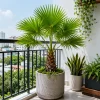 Chậu cây cọ ta trang trí ban công