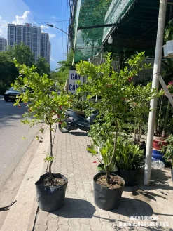 Hình ảnh hai cây siro kiểng cỡ trung tại nhà vườn, mỗi cây được trồng trong chậu nhựa đen. Cây có thân rõ, tán phân nhánh và nhiều quả ở các mức độ chín khác nhau.