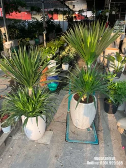 Hình ảnh hai mẫu cây phát tài núi đặt tại vườn, phù hợp để khách hàng so sánh dáng cây, kích thước chậu và độ rộng tán trước khi lựa chọn.