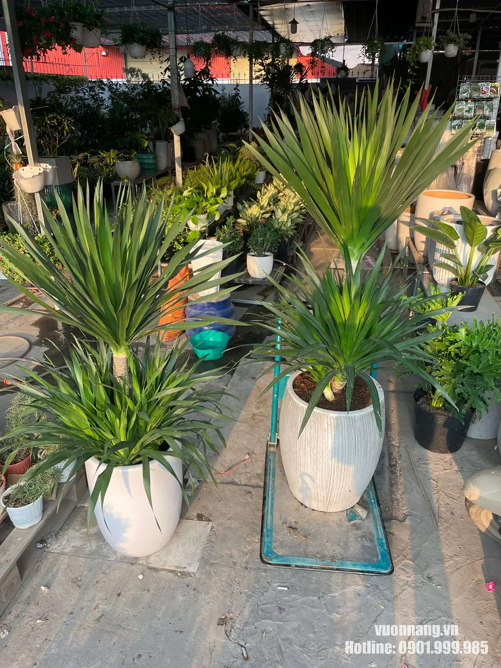 Hình ảnh hai mẫu cây phát tài núi đặt tại vườn, phù hợp để khách hàng so sánh dáng cây, kích thước chậu và độ rộng tán trước khi lựa chọn.
