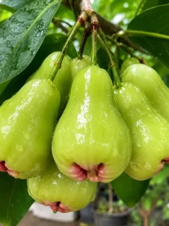 Hình ảnh cận cảnh quả mận đường xanh với đặc điểm trái tròn, vỏ xanh bóng và mọng nước. Đây là giống mận được ưa chuộng nhờ độ giòn cao và vị ngọt dễ ăn.