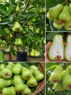 Cây Mận Đường Xanh - Ảnh 4