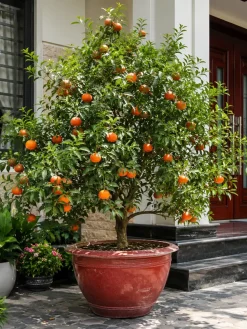 Hình ảnh cây quýt đường trồng trong chậu lớn đặt trước hiên nhà với nhiều quả chín nổi bật. Cây giúp không gian ngoại thất thêm sinh động và mang cảm giác sung túc, gần gũi thiên nhiên.