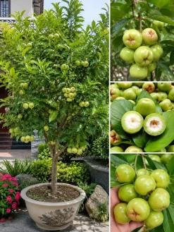 Hình ảnh cây mận đường xanh Sóc Trăng với phần trái tròn đặc trưng, đi kèm chi tiết quả nguyên trái và quả cắt đôi để thấy rõ phần ruột trắng mọng nước bên trong.