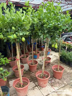 Hình ảnh nhiều cây chanh vàng Mỹ dáng tree tại Vườn Nắng