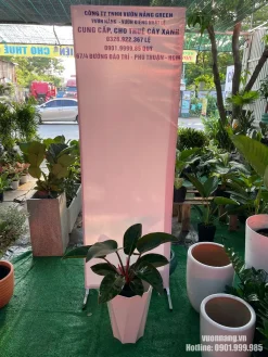 Hình ảnh Cây Trầu Bà Đế Vương Nâu phối cùng chậu trắng dáng đa giác hiện đại. Cây có tán gọn, lá xanh nâu bóng và thân đỏ nổi bật, phù hợp với không gian nội thất có diện tích vừa và nhỏ.