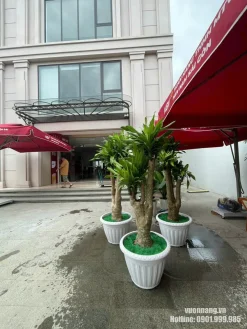 Hình ảnh ba mẫu cây Thiết Mộc Lan gốc to, tán xanh cân đối và phối chậu trắng có hoa văn. Ảnh thể hiện hình dáng thực tế của cây trước khi được đưa vào không gian sử dụng.