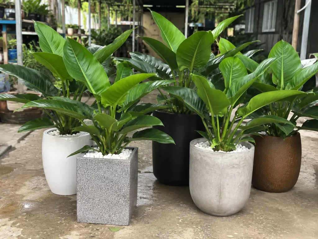 Bộ Cây Trầu Bà Đế Vương Xanh thực tế trước khi giao khách Hình ảnh bộ Cây Trầu Bà Đế Vương Xanh size lớn được phối với nhiều kiểu chậu như chậu trắng, chậu xám, chậu đen, chậu nâu và chậu vuông. Ảnh phù hợp dùng trong phần hình ảnh thực tế hoặc mẫu cây trước khi giao khách tại Vườn Nắng.