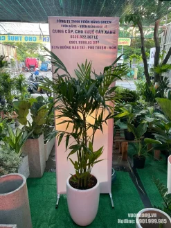 Hình ảnh cây Cau Hawai được trồng trong chậu trắng tại Vườn Nắng. Mẫu cây có dáng tự nhiên, lá xanh khỏe, phù hợp với khách hàng đang tìm cây nội thất dễ chăm sóc tại TP.HCM.
