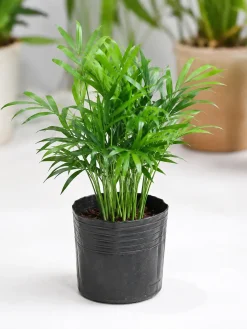 Hình ảnh cây Cau Tiểu Trâm trồng trong bầu nhựa mini màu đen, tán lá xanh tự nhiên, nhiều thân mảnh mọc từ gốc.