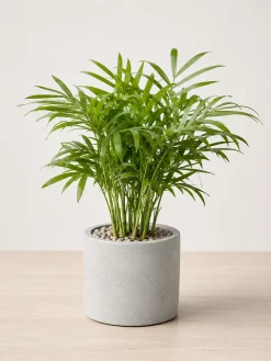 Mẫu cây Cau Tiểu Trâm trồng trong chậu xi măng màu trung tính, tán cây gọn, lá xanh tự nhiên, thích hợp đặt bàn làm việc, kệ sách hoặc quầy tiếp khách.
