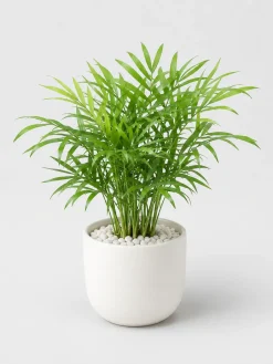 Hình ảnh cây Cau Tiểu Trâm trồng trong chậu sứ trắng tối giản, tán lá xanh tự nhiên